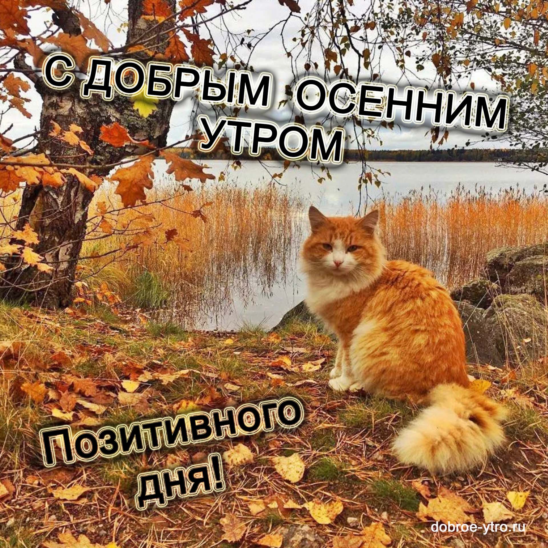 Когда приходит сентябрь. Кошка осень. Тёплая осень. Рыжий кот осень. Осенний денек.