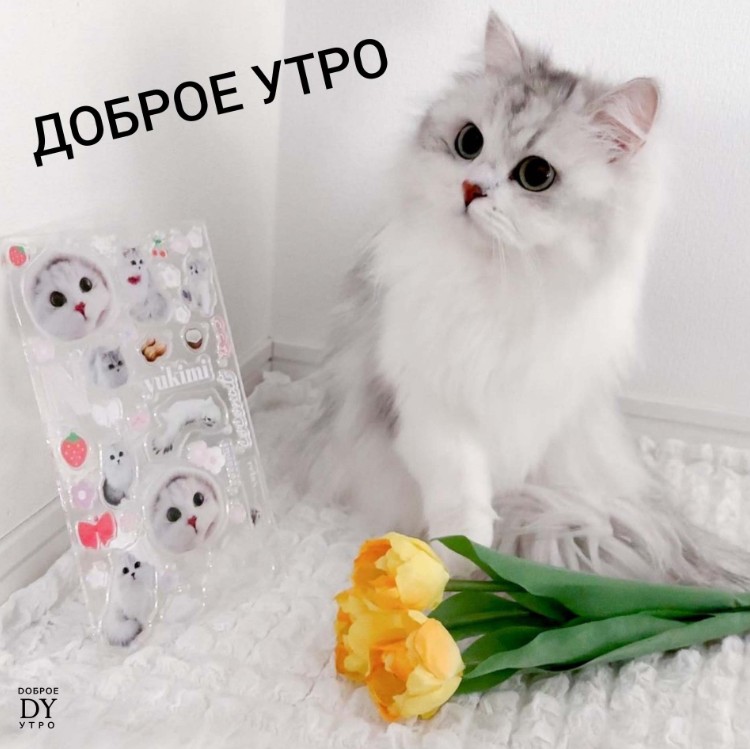 №71 «Доброе утро» красивые весенние картинки